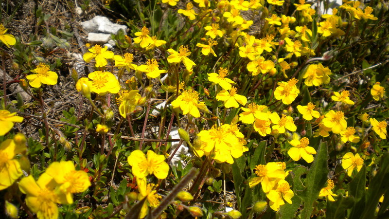 Helianthemum oelandicum subsp. alpestre