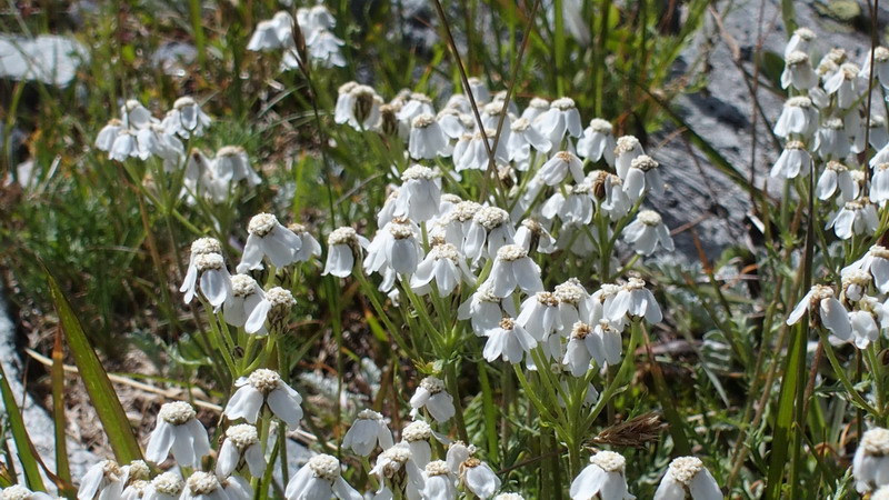 Asteraceae - Achillea moscata