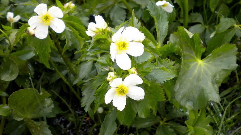 ranunculus