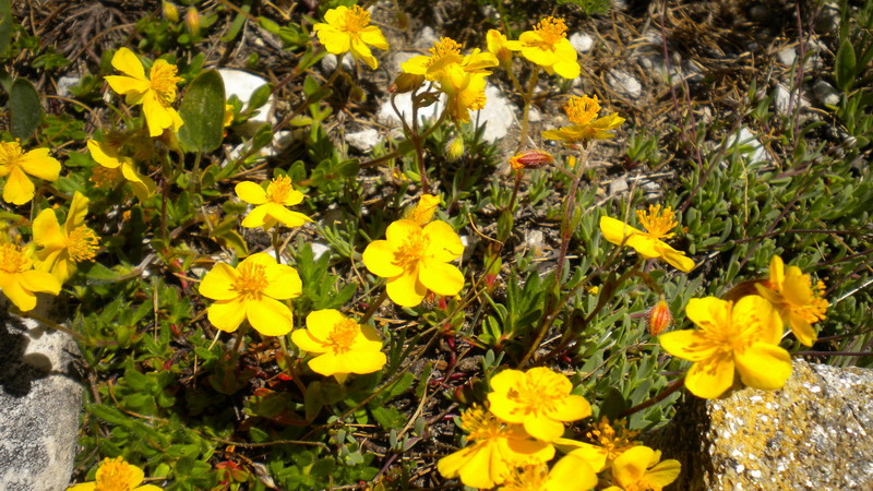 Helianthemum oelandicum subsp. alpestre