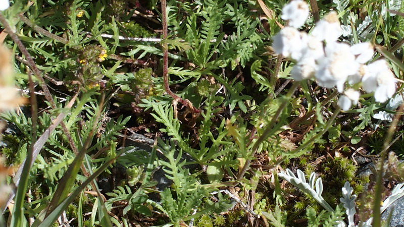 Asteraceae - Achillea moscata