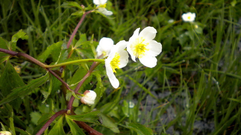 ranunculus