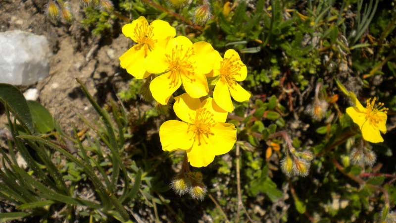 Helianthemum oelandicum subsp. alpestre