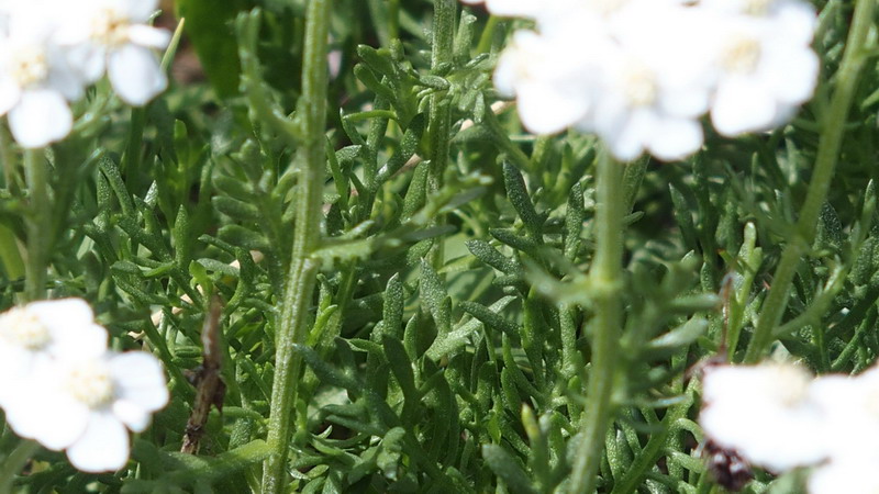 Asteraceae - Achillea moscata