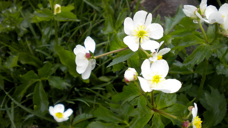 ranunculus