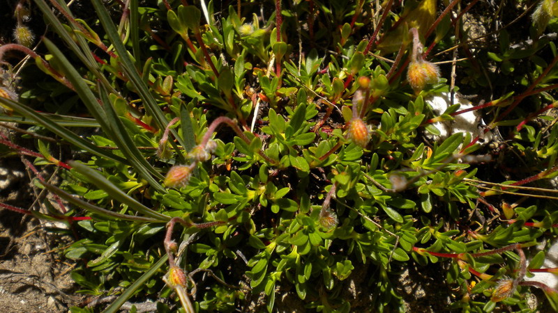 Helianthemum oelandicum subsp. alpestre