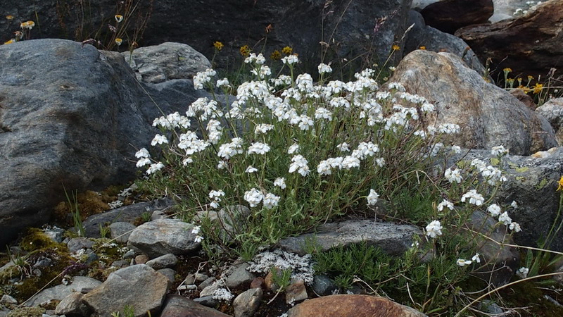 Asteraceae - Achillea moscata