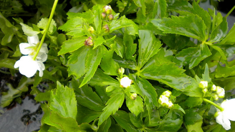 ranunculus