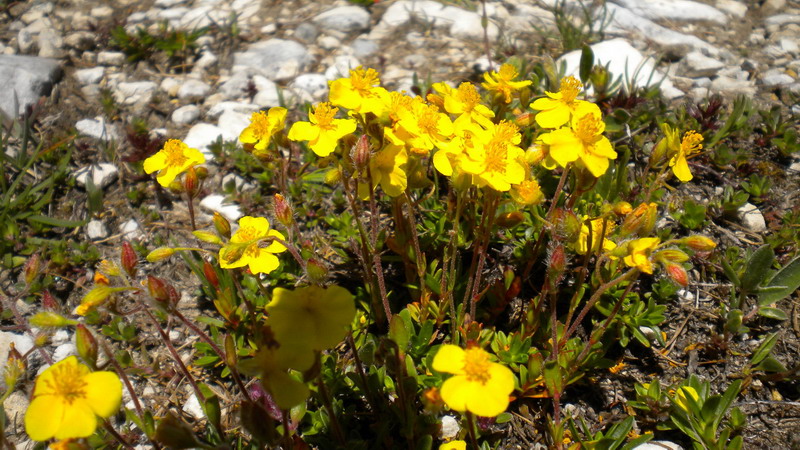 Helianthemum oelandicum subsp. alpestre