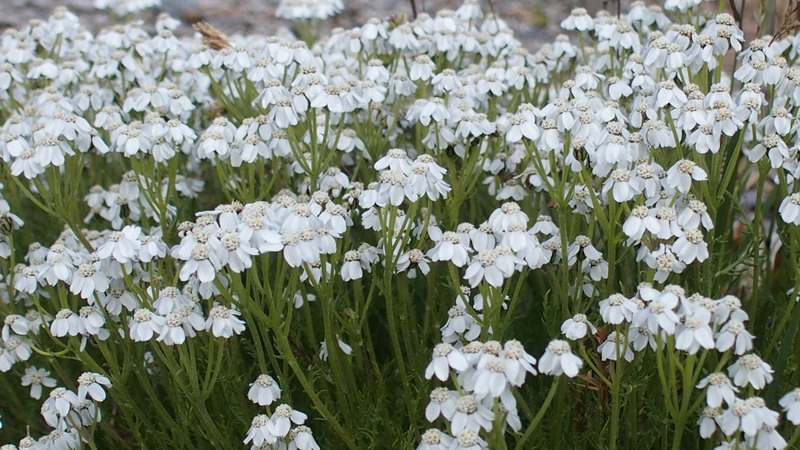 Asteraceae - Achillea moscata