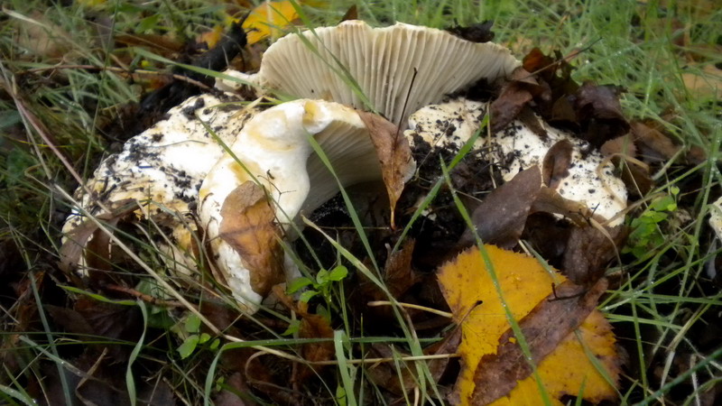 Russula bianca