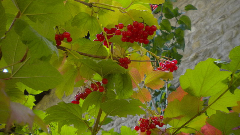 Bacche rosse - Viburnum opulus