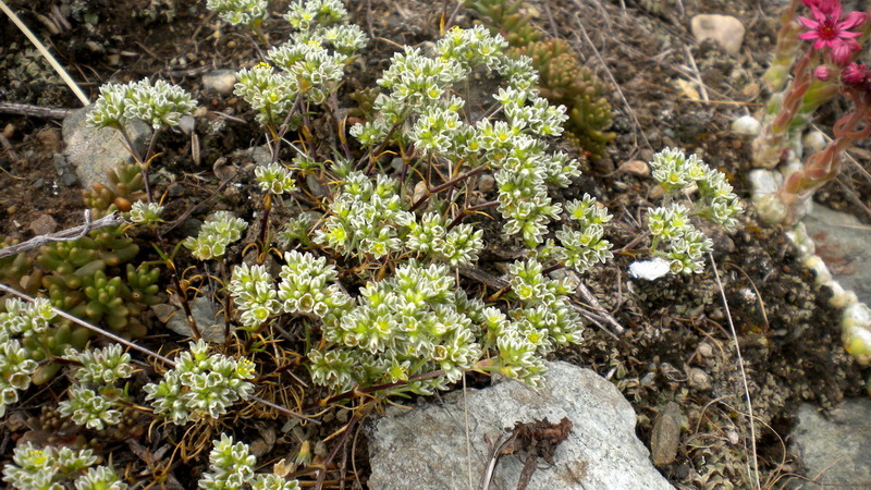 Scleranthus cfr. perennis