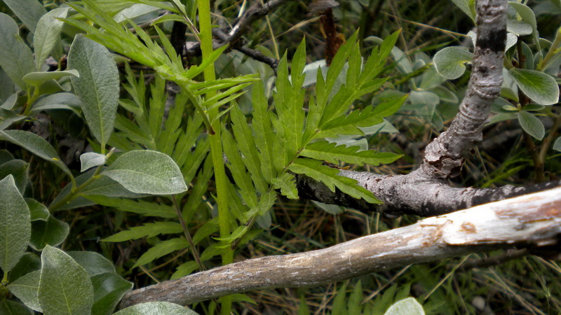 Hugueninia tanacetifolia