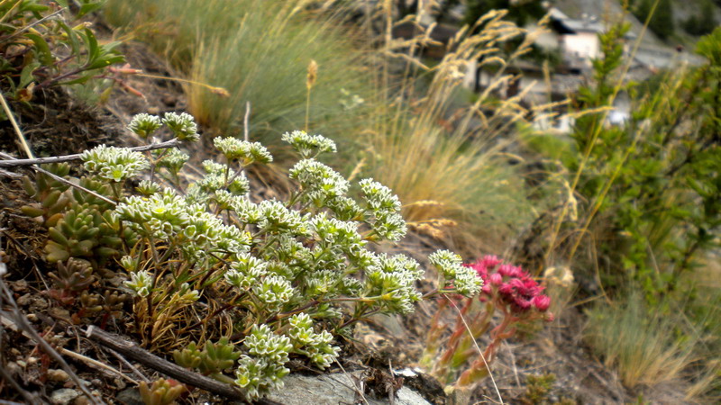 Scleranthus cfr. perennis