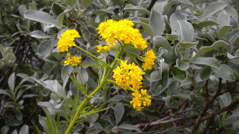 Hugueninia tanacetifolia