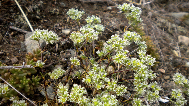 Scleranthus cfr. perennis