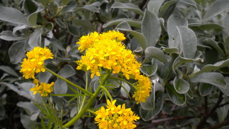 Hugueninia tanacetifolia