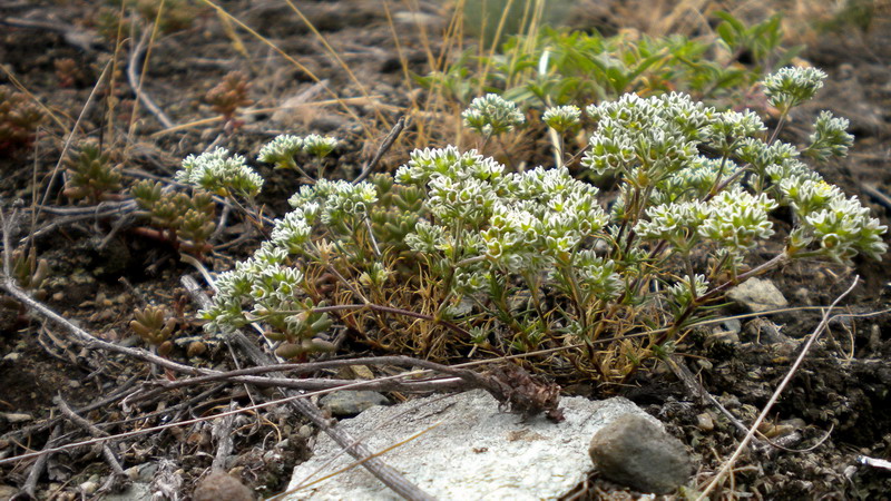 Scleranthus cfr. perennis