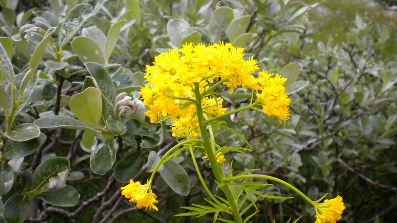 Hugueninia tanacetifolia