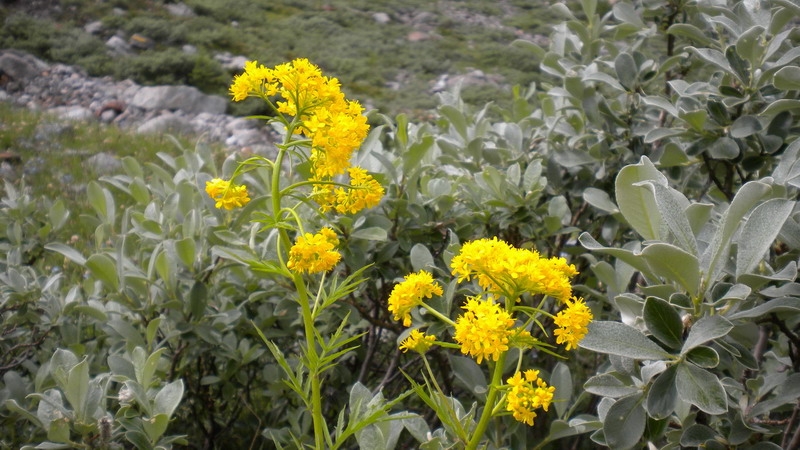 Hugueninia tanacetifolia