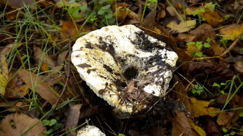 Russula bianca