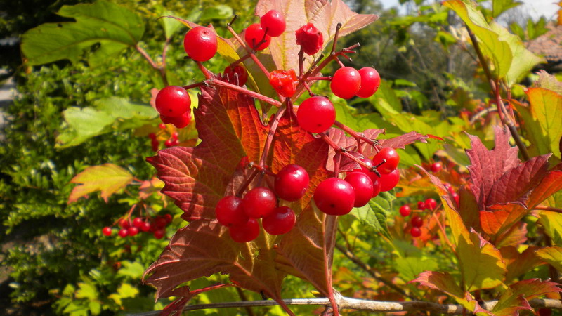 Bacche rosse - Viburnum opulus