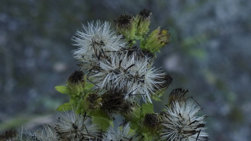 Inula conyzae