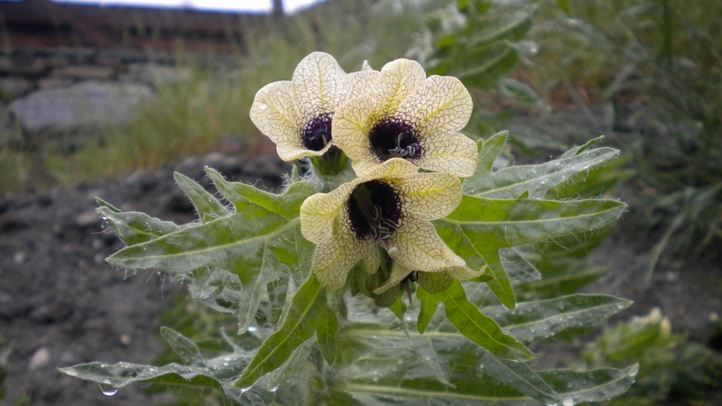 Bella e strana - Hyoscyamus niger