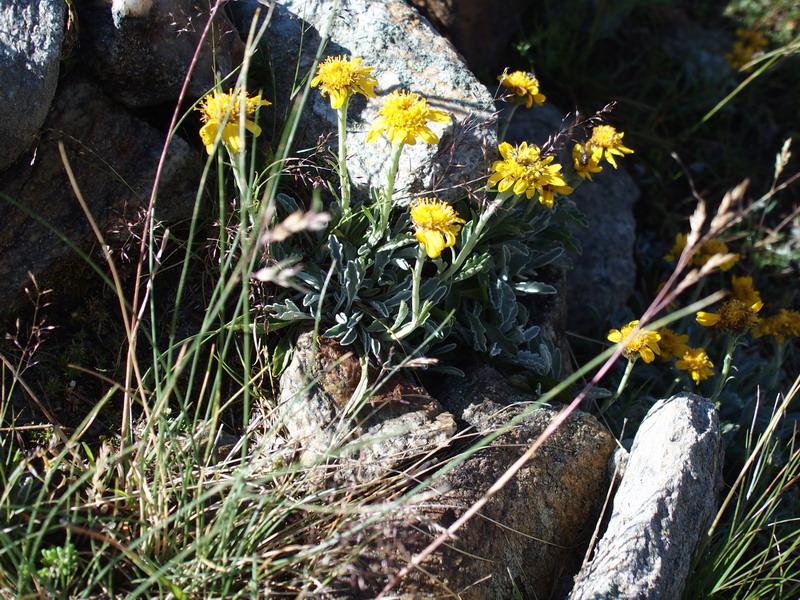 Jacobaea uniflora ( = Senecio halleri)