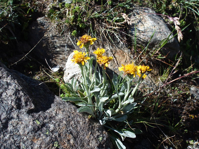 Jacobaea uniflora ( = Senecio halleri)