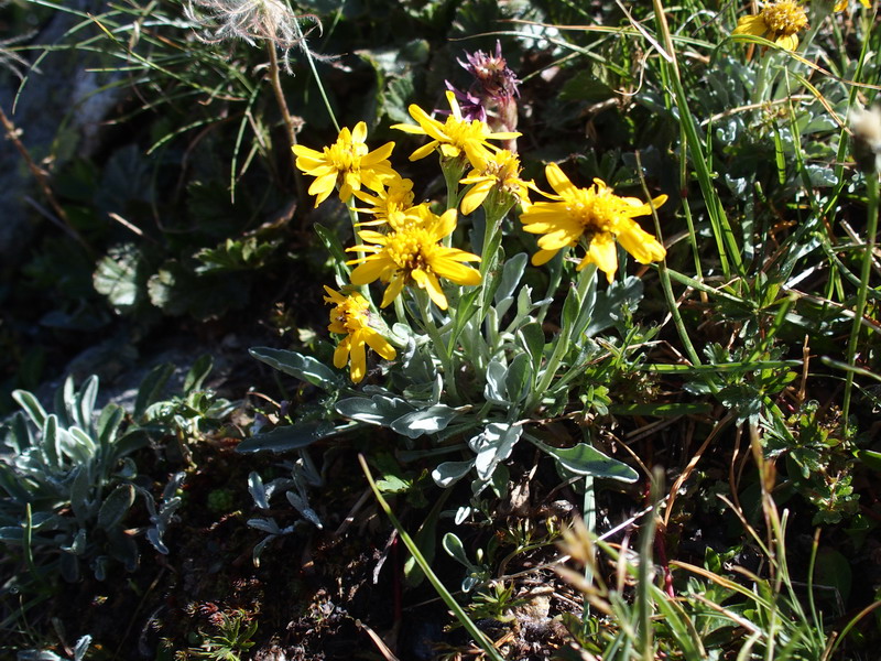 Jacobaea uniflora ( = Senecio halleri)