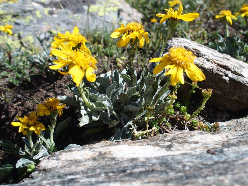 Jacobaea uniflora ( = Senecio halleri)