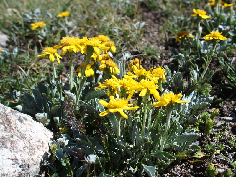 Jacobaea uniflora ( = Senecio halleri)