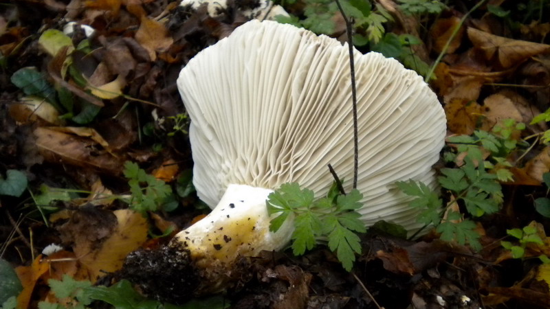 Russula bianca