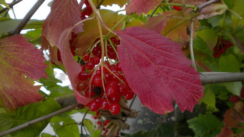 Bacche rosse - Viburnum opulus