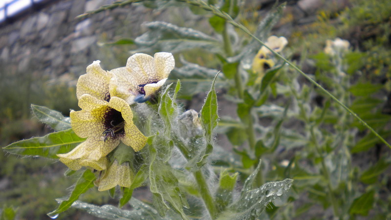 Bella e strana - Hyoscyamus niger