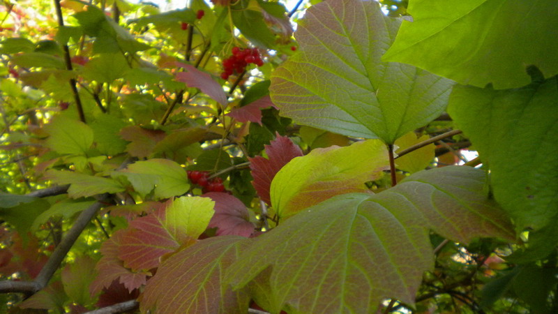 Bacche rosse - Viburnum opulus