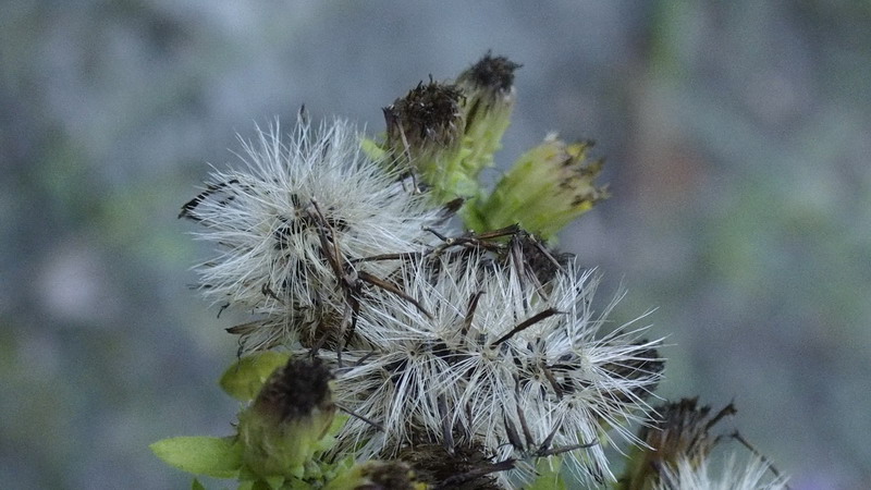 Inula conyzae