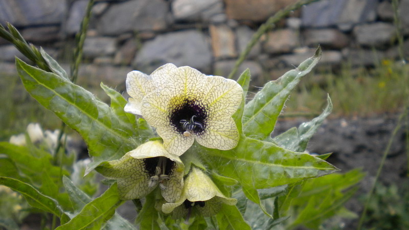 Bella e strana - Hyoscyamus niger