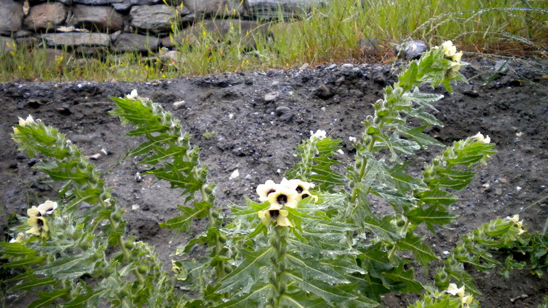 Bella e strana - Hyoscyamus niger