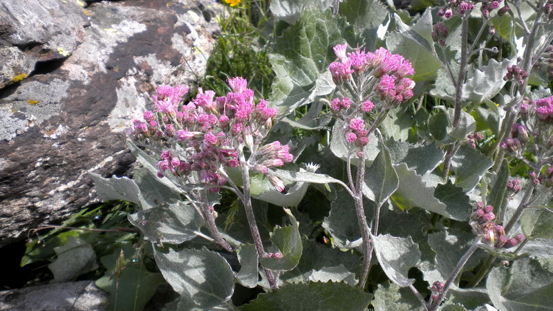 Adenostyles leucophylla / Cavolaccio lanoso