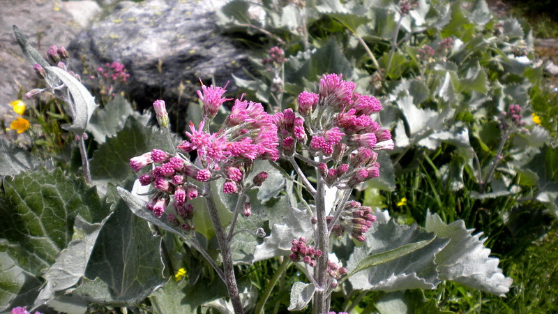 Adenostyles leucophylla / Cavolaccio lanoso