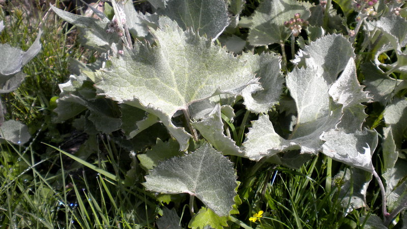 Adenostyles leucophylla / Cavolaccio lanoso