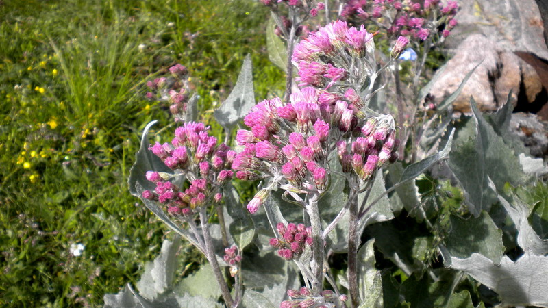 Adenostyles leucophylla / Cavolaccio lanoso