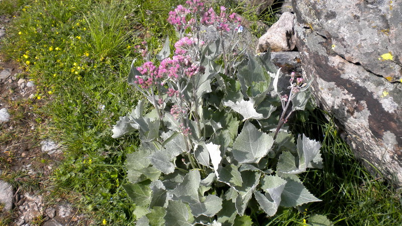 Adenostyles leucophylla / Cavolaccio lanoso