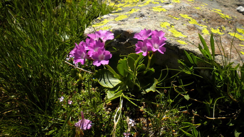 Primula pedemontana / Primula piemontese