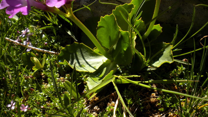 Primula pedemontana / Primula piemontese