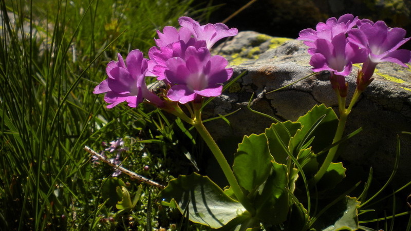 Primula pedemontana / Primula piemontese