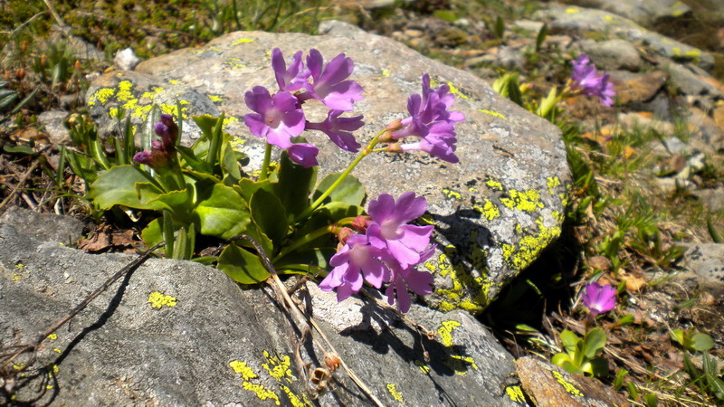 Primula pedemontana / Primula piemontese